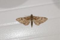 Gymnoscelis rufifasciata