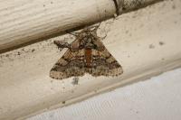 Lycia hirtaria