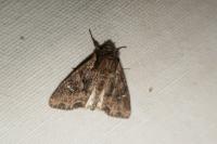 Mniotype solieri