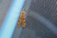 Nomophila noctuella