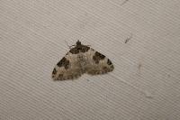 Xanthorhoe fluctuata