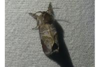 Clostera pigra