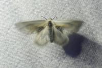 Cilix glaucata