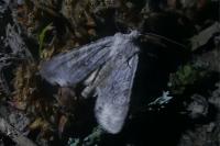 Lithophane ornitopus