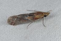 Ancylosis cinnamomella