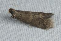 Eccopisa effractella