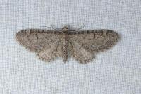 Eupithecia ultimaria