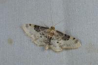 Idaea filicata