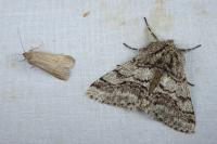Lycia hirtaria