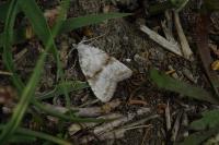 Meganola albula