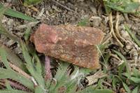 Metopoceras felicina