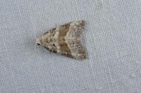 Nola squalida