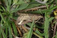 Schrankia costaestrigalis