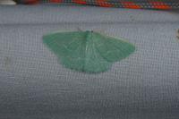 Xenochlorodes olympiaria