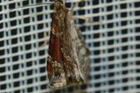 Xanthorhoe spadicearia/ferrugata
