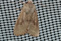 Orthosia populeti