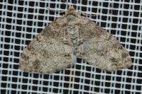 Lobophora halterata