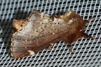 Odontosia carmelita