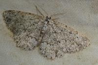 Charissa onustaria onustaria