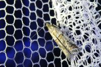 Acrobasis centunculella