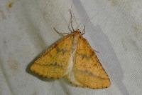 Aspitates ochrearia