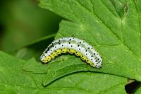 Euchalcia variabilis