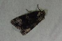 Craniophora ligustri