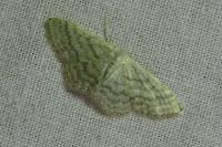 Idaea subsericeata