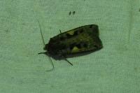 Xestia c-nigrum