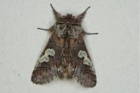 Diloba caeruleocephala