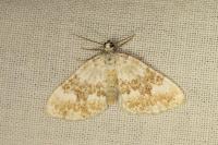 Perizoma flavofasciata
