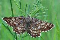 Ematurga atomaria