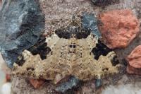 Xanthorhoe fluctuata