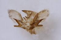 Hyloicus maurorum