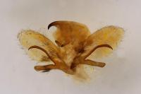 Hyloicus pinastri