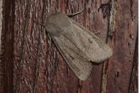 Orthosia gracilis
