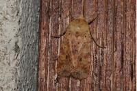 Conistra rubiginea