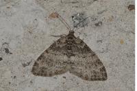Lobophora halterata