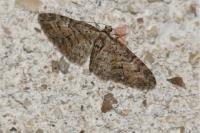 Eupithecia abbreviata