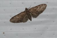 Eupithecia abbreviata