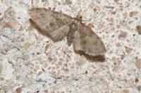 Eupithecia abbreviata