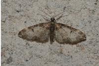 Eupithecia irriguata