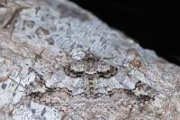 Cleora cinctaria
