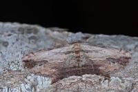 Menophra abruptaria