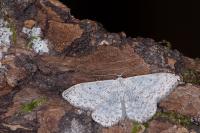 Scopula marginepunctata