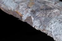 Dicranura ulmi
