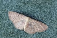 Scopula minorata