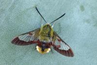 Hemaris fuciformis