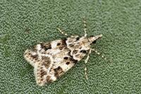 Eudonia delunella