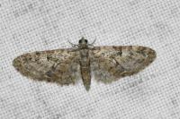 Eupithecia abbreviata